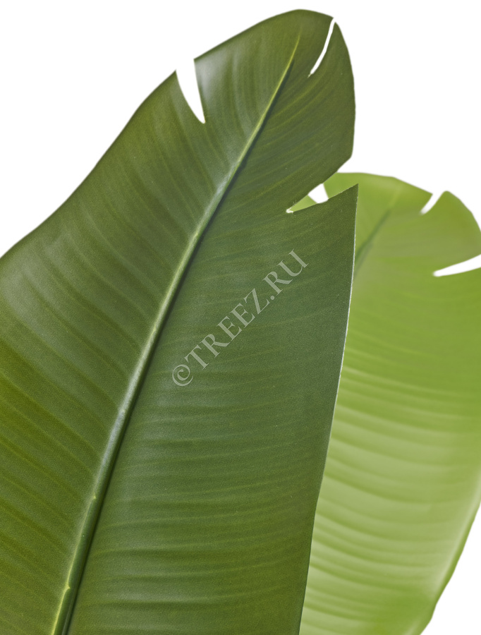 Стрелиция New Style (Sensitive Botanic) фото