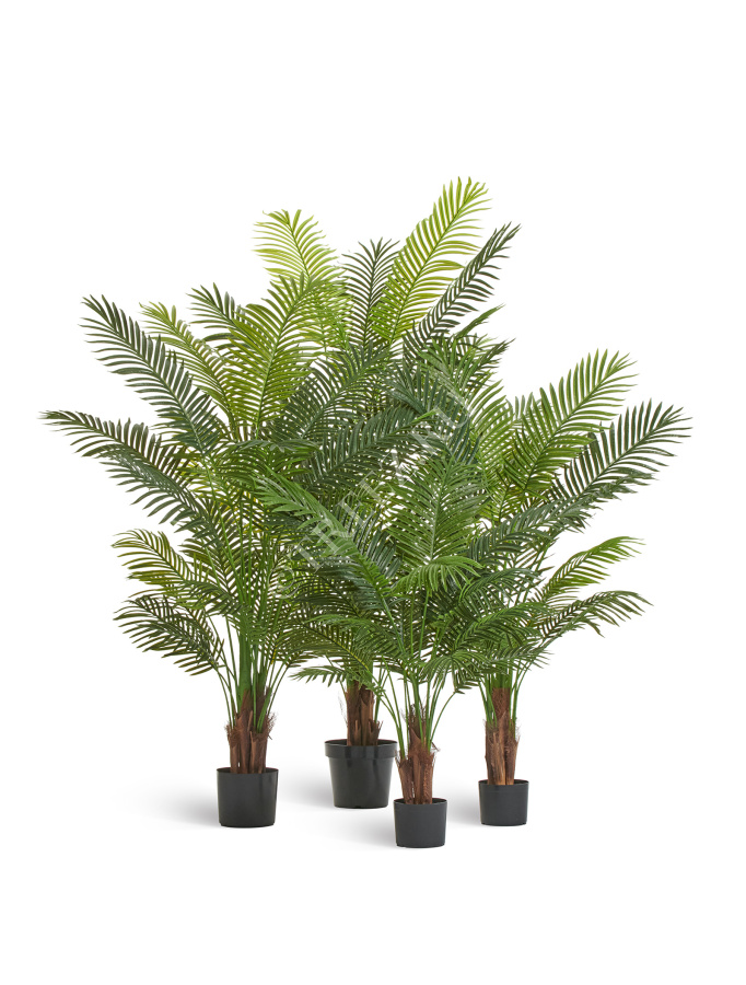 Пальма Арека Хризалидокарпус New фото