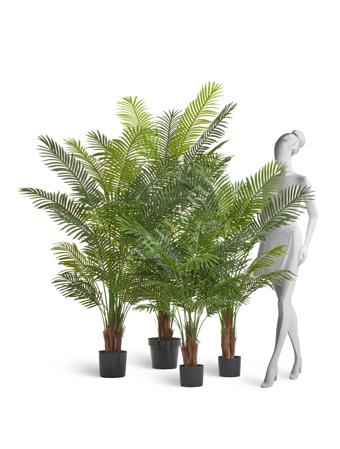 Пальма Арека Хризалидокарпус New фото