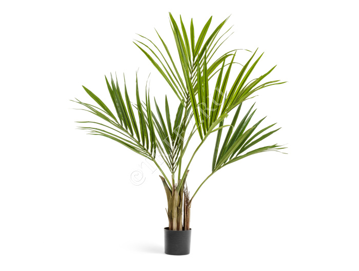 Пальма Кентия (Ховея) фото