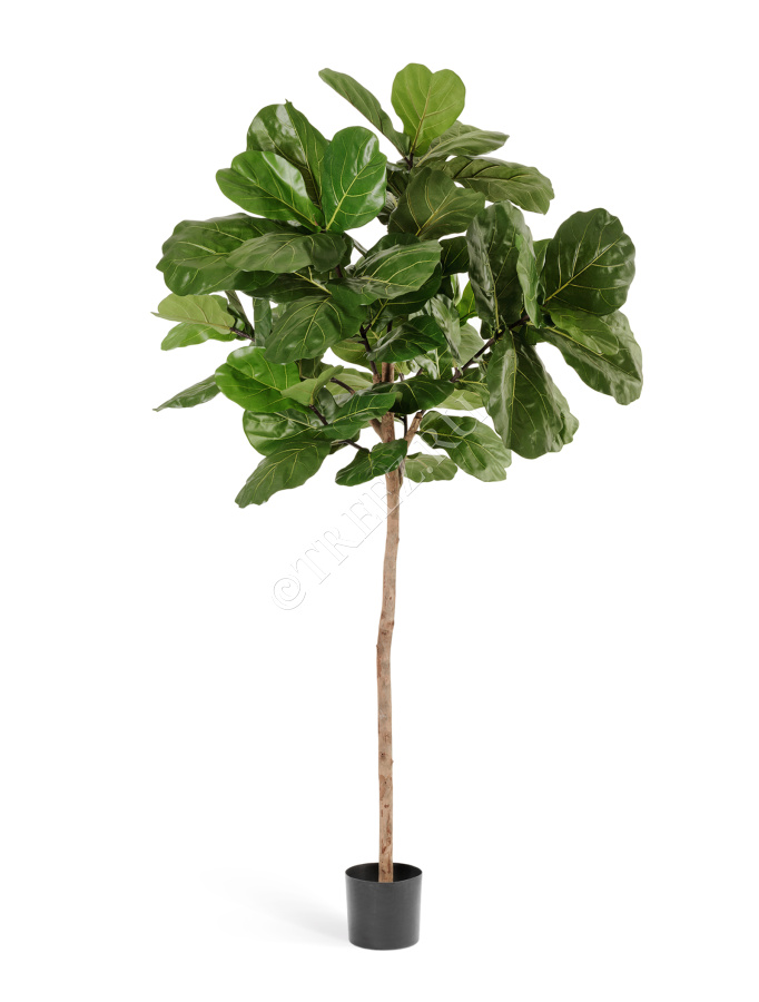 Фикус Лирата Style на штамбе фото