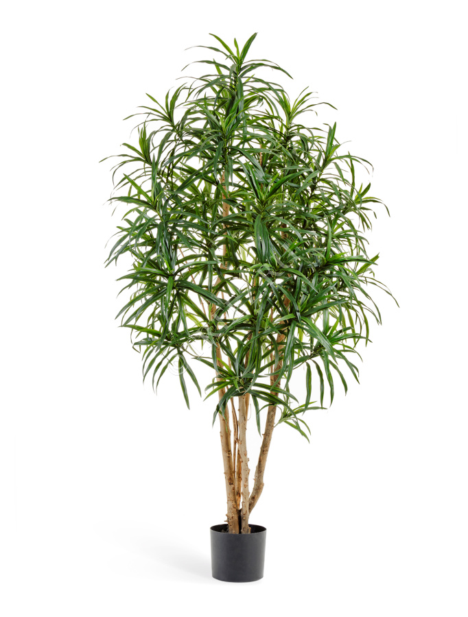 Драцена Анита фото