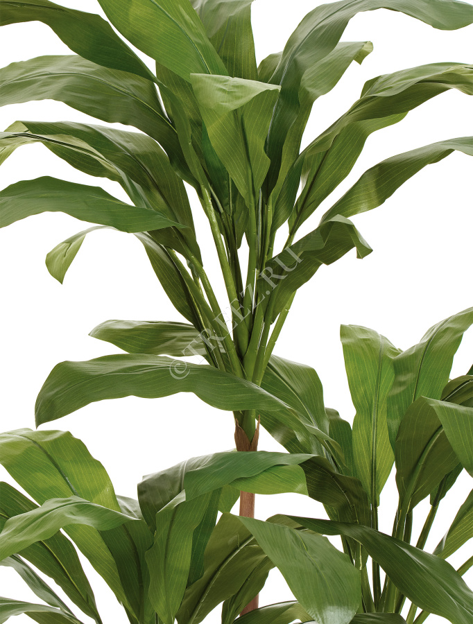 Кордилина Фрутикоза зелёная фото