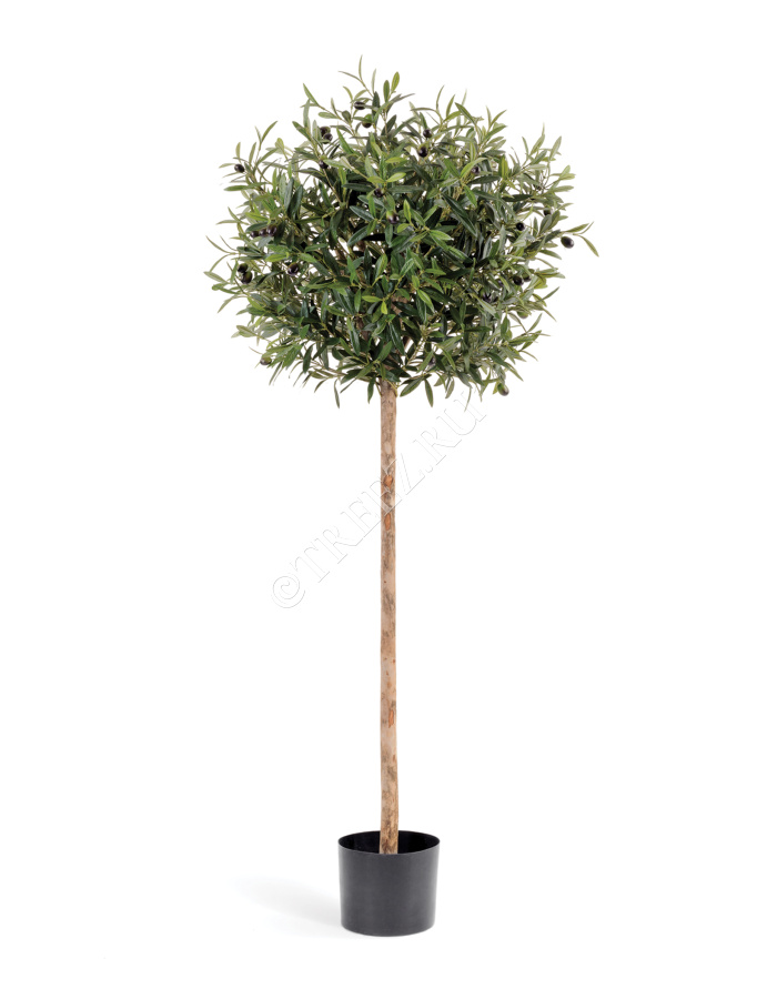 Олива Шар на штамбе с плодами фото