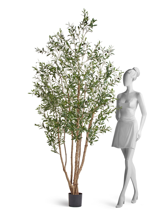 Олива Вайлд с плодами фото