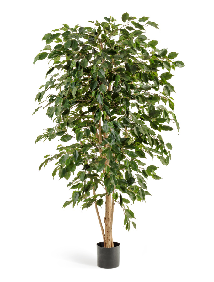 Фикус Бенджамина Нитида фото