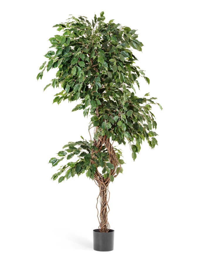 Фикус Бенджамина Селеста фото