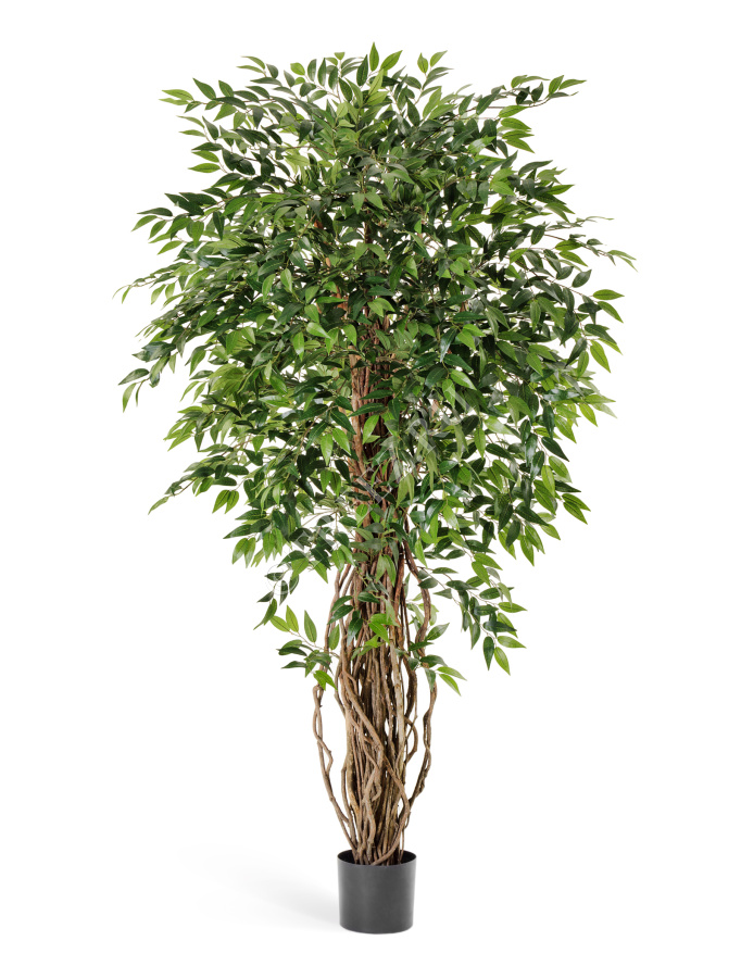 Фикус френч лиана де люкс фото