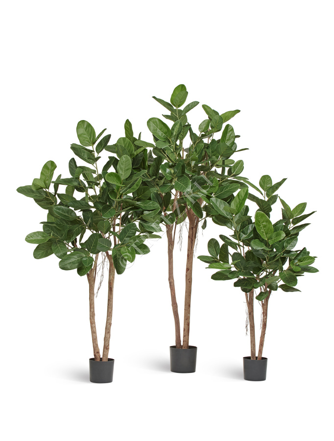 Фикус Одри Бенгальский  фото