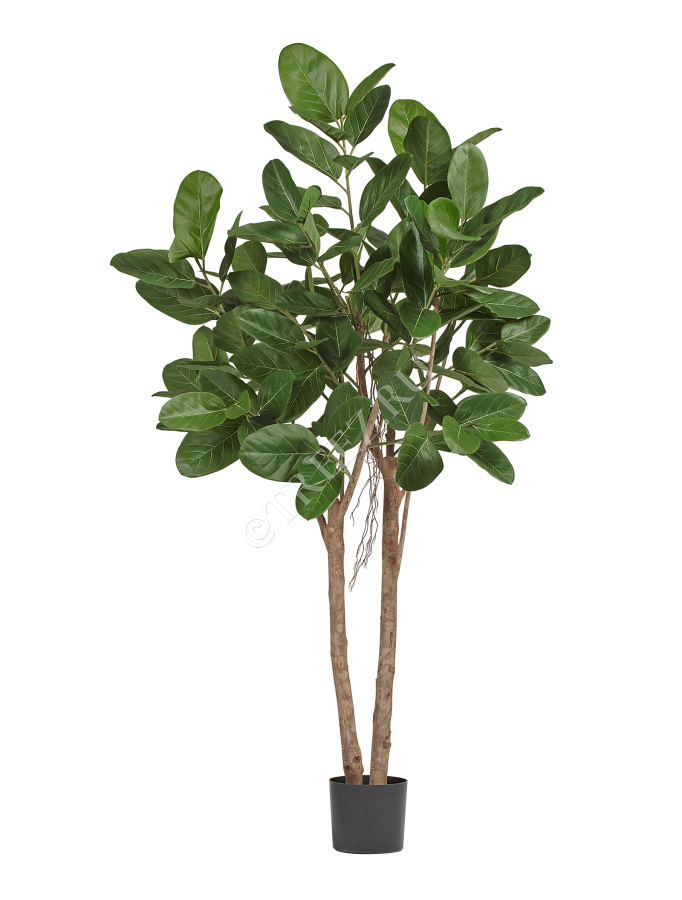 Фикус Одри Бенгальский  фото