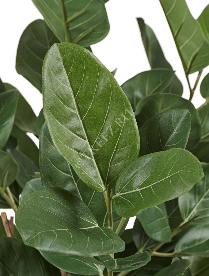 Фикус Одри Бенгальский  фото