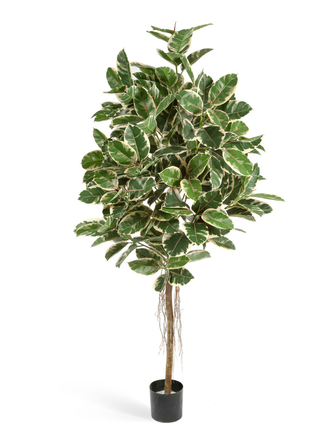 Фикус Эластика пёстрый фото