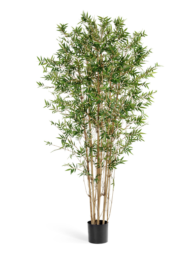 Бамбук Японский ориенталь фото