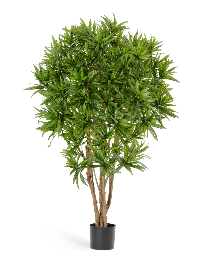 Драцена Рефлекса Ямайка фото