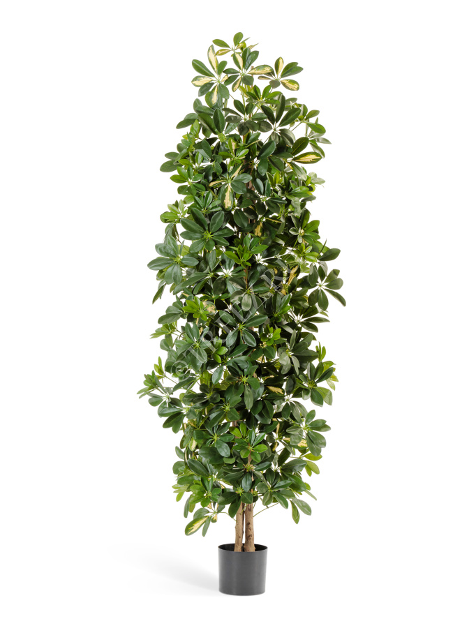 Шеффлера колонновидная пёстрая 180 см фото