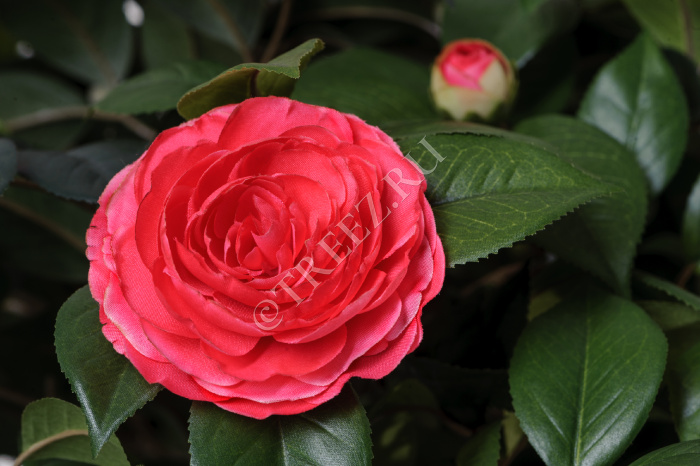 Камелия на штамбе тёмно-розовая фото