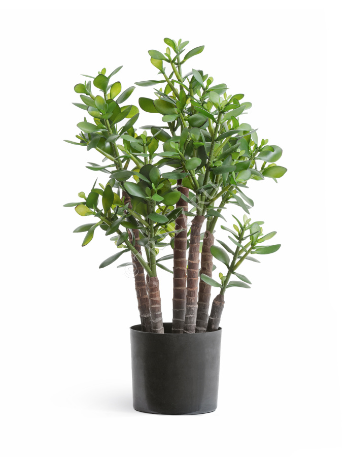 Крассула (денежное дерево) фото