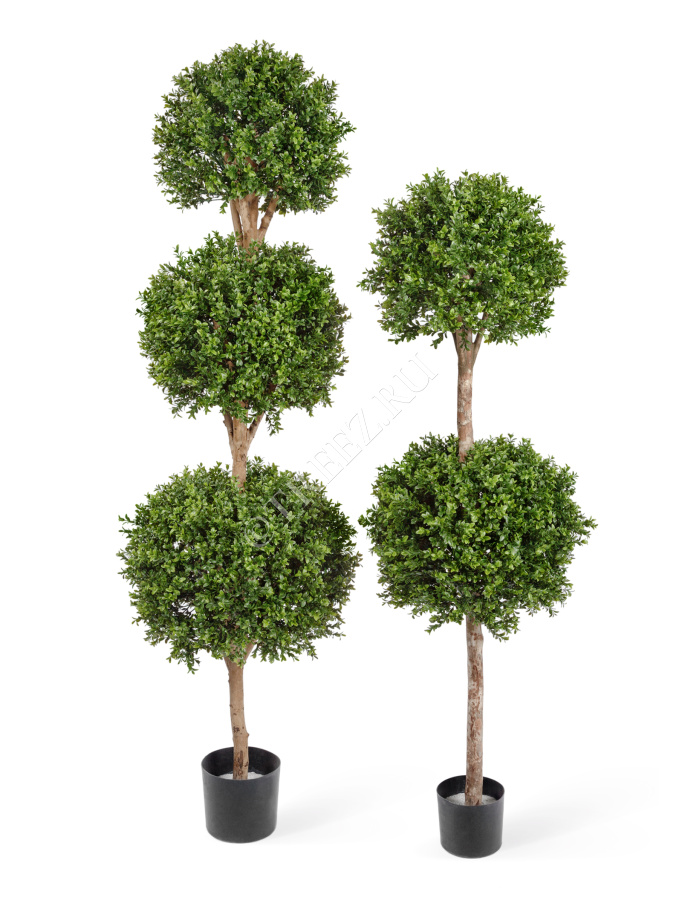 Самшит шар Тройной уличный фото