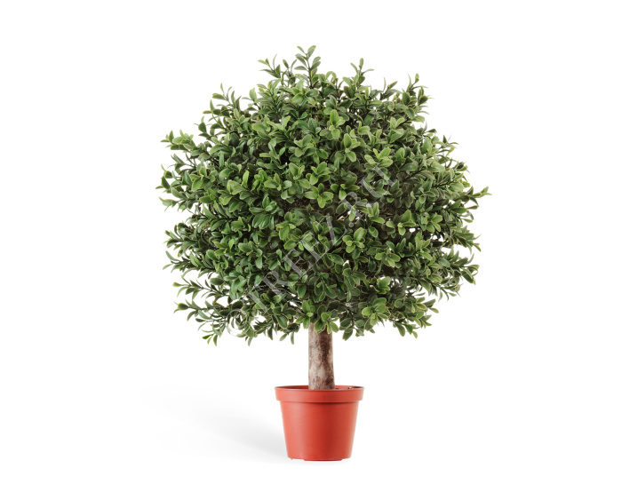 Самшит Шар уличный на коротком стволе фото