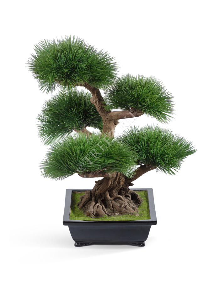 Бонсай Сосна Элит в керамическом кашпо фото