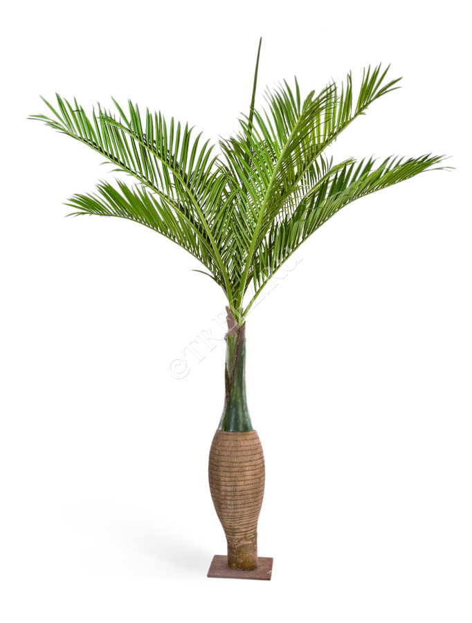Пальма Бутылочная Гигантская фото