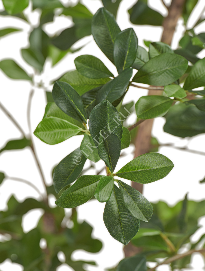 Лесная чёрная олива Ориентал фото