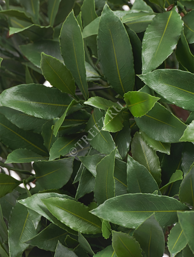 Лавр круглый с UV-фильтром уличный фото