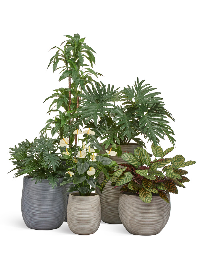 Филодендрон Селло Мидл куст фото