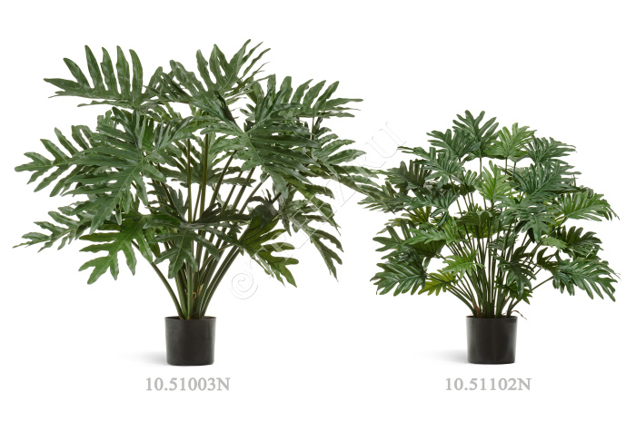 Филодендрон Ксанаду Мидл куст фото