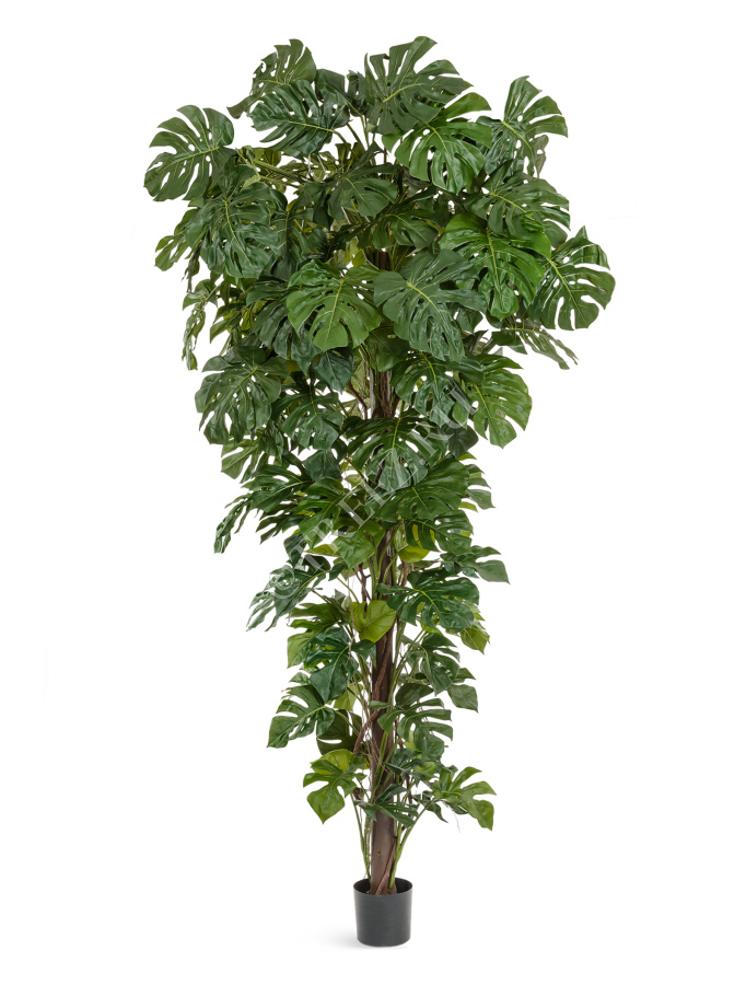 Монстера на стволе Гигантская фото