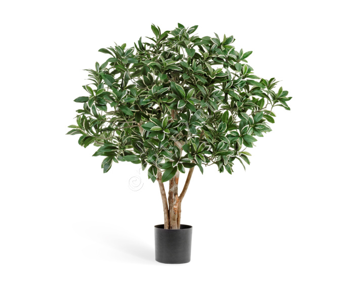 Эонимус (Бересклет) Японский фото