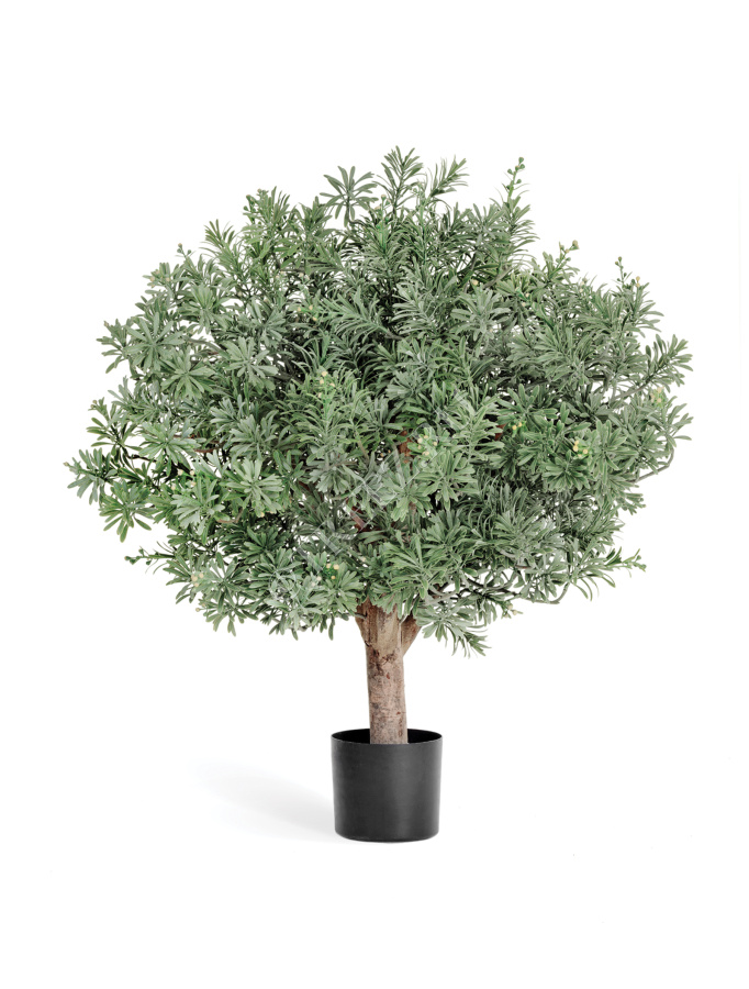 Кроссостефиум (Миллер) шар фото