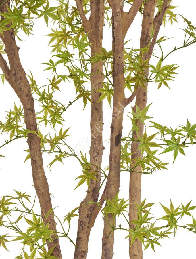 Гигантский Японский клён Баттерфляй фото