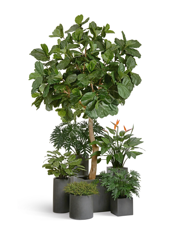 Гигантский фикус Лирата штамбовый фото