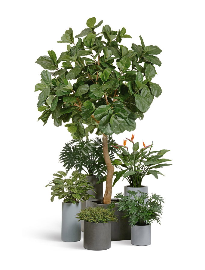 Гигантский фикус Лирата штамбовый фото