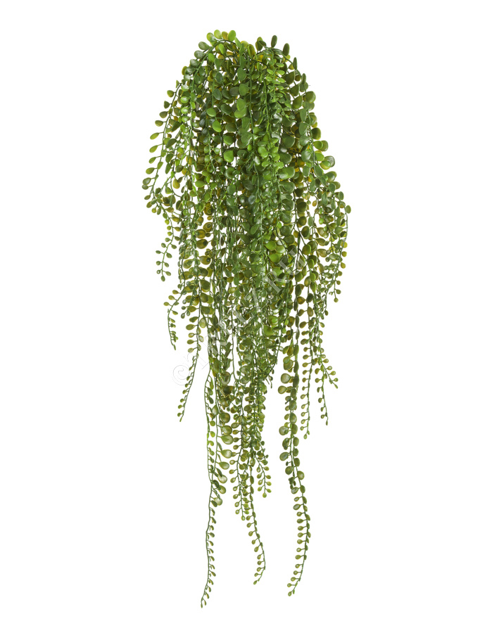 Пилея Глаукофилла зелёная ампельная фото