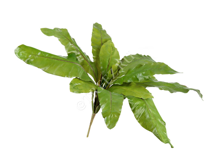 Асплениум Натуральный большой фото