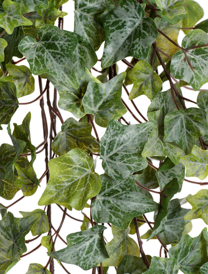 Английский плющ Олд Тэмпл припылённо-зелёный фото