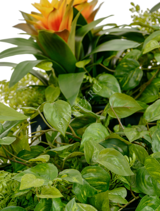 Потос Ауреум ампельный фото