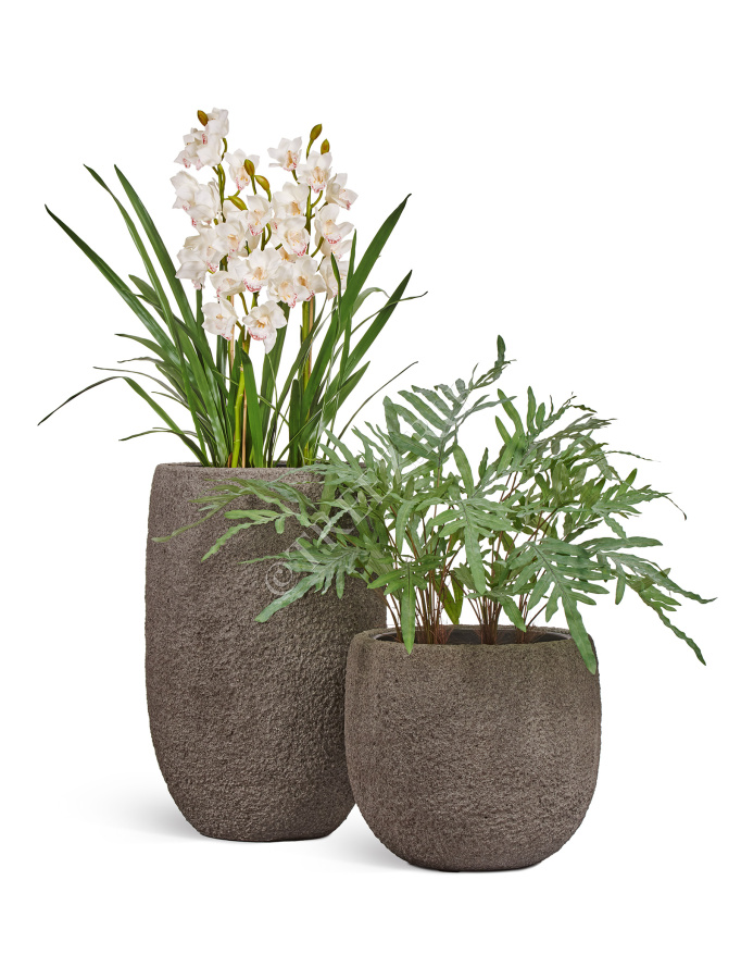 Орхидея Цимбидиум куст белый 3 ветки с имитацией земли (без кашпо) фото