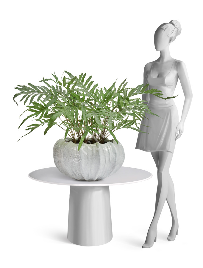 Папоротник Рэббит Фут в керамическом кашпо фото