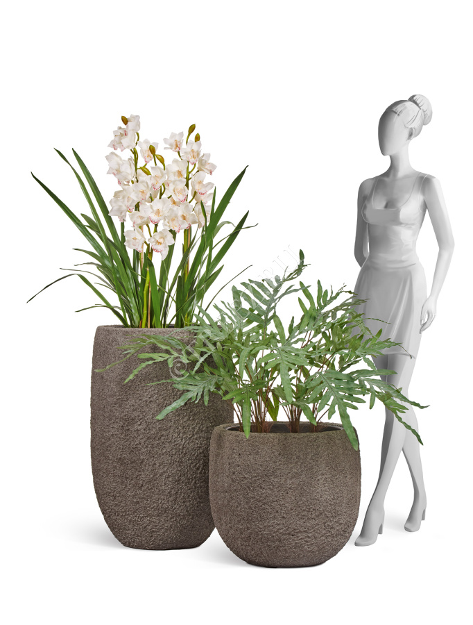 Папоротник Рэббит Фут в керамическом кашпо фото