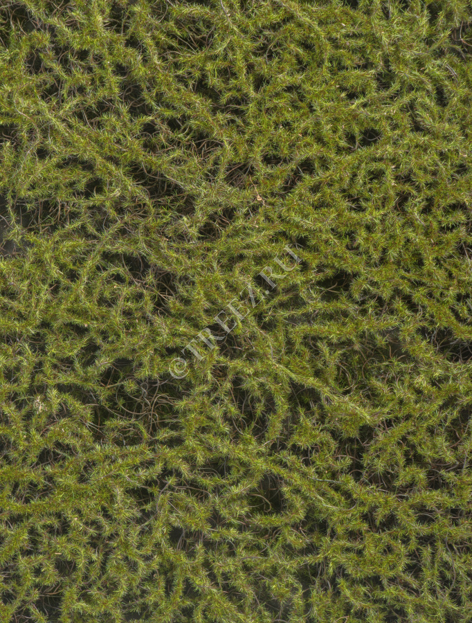 Мох Сфагнум Fuscum тёплый зелёный (полотно) фото