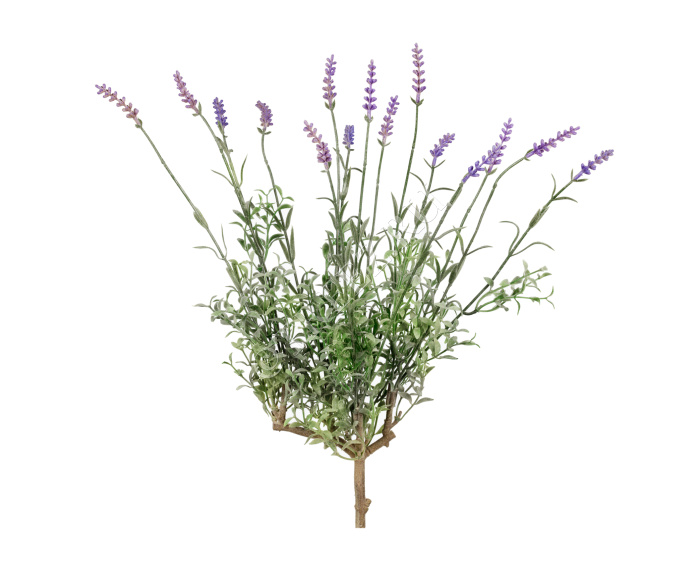 Лаванда куст со св.сиреневыми цветами фото