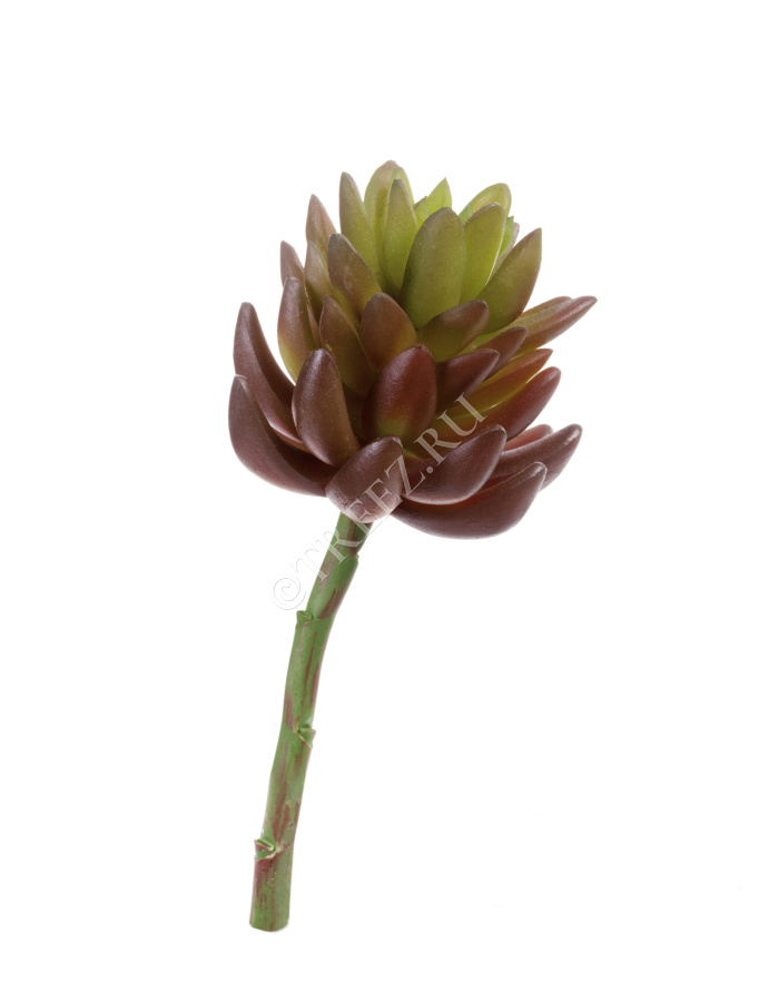 Суккулент Синокрассула большая зелёная фото