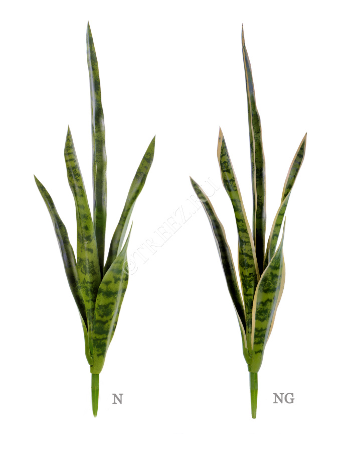 Сансевиерия куст (2 цвета) фото