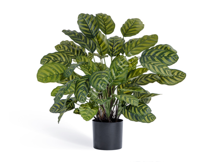 Калатея крупнолистная в горшке фото