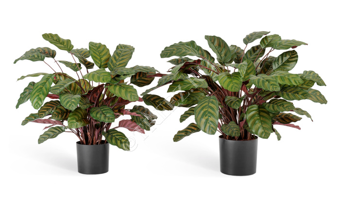 Калатея крупнолистная зелёно-бордовая в горшке фото