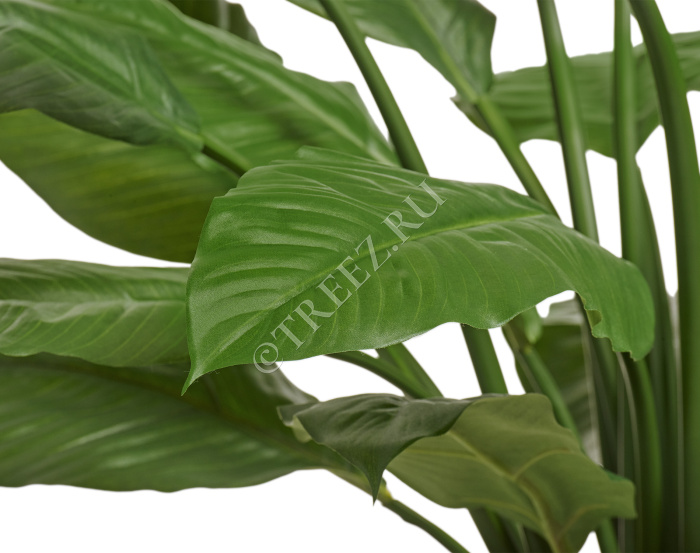 Спацифилум Гигант (без цветов) фото