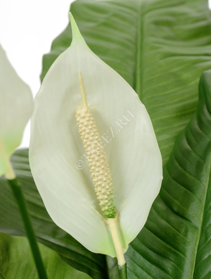 Спацифилум Королевский фото